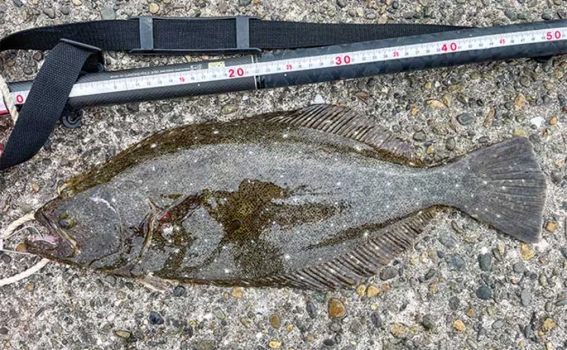 100均のジグヘッド＆ワーム使ったサーフ釣りで45cm超のヒラメ手中【千葉・守谷海岸】