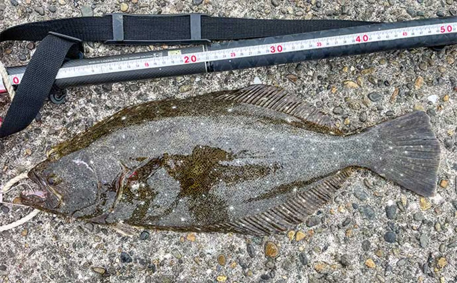 100均のジグヘッド&ワーム使ったサーフ釣りで45cm超のヒラメ手中【千葉・守谷海岸】