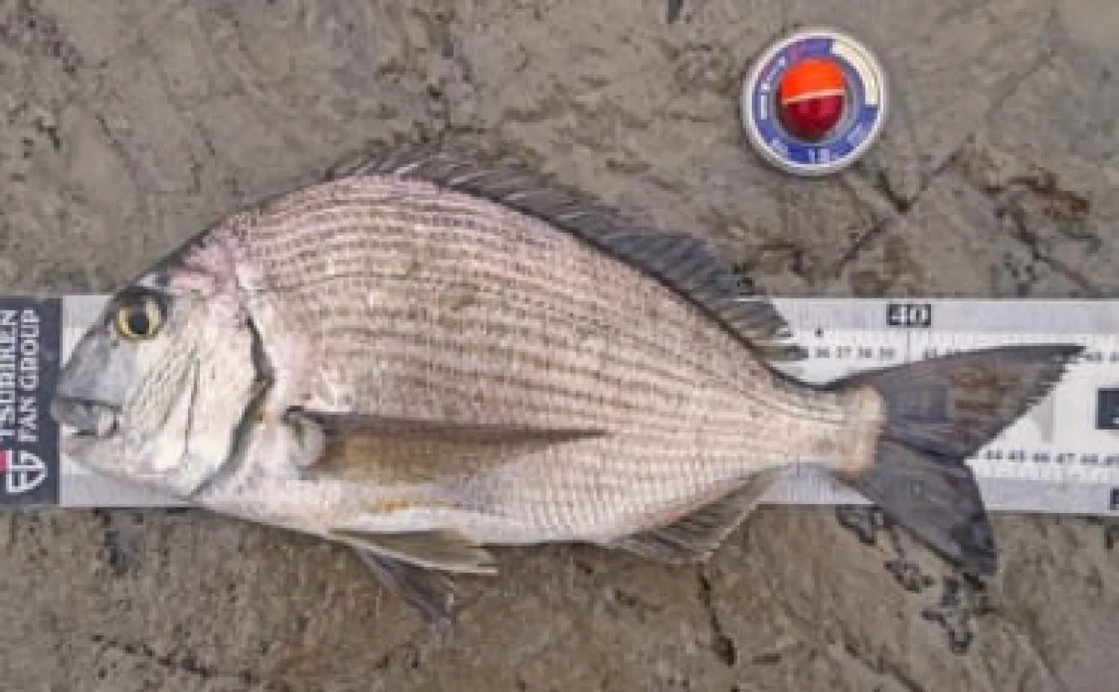 地磯フカセ釣りで48cmの大型ヘダイをキャッチ【千葉・洲崎】沈み根周辺でヒット