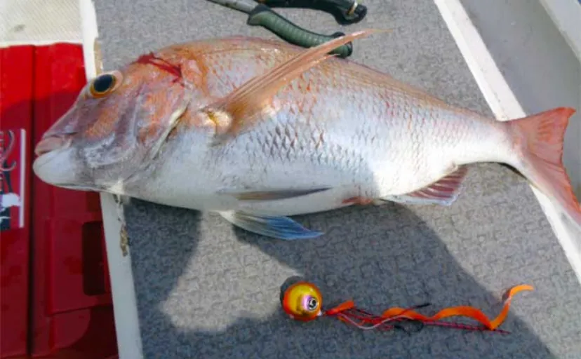 伊勢湾タイラバ釣行で45cm頭に4匹キャッチ【愛知】今後は型にも期待