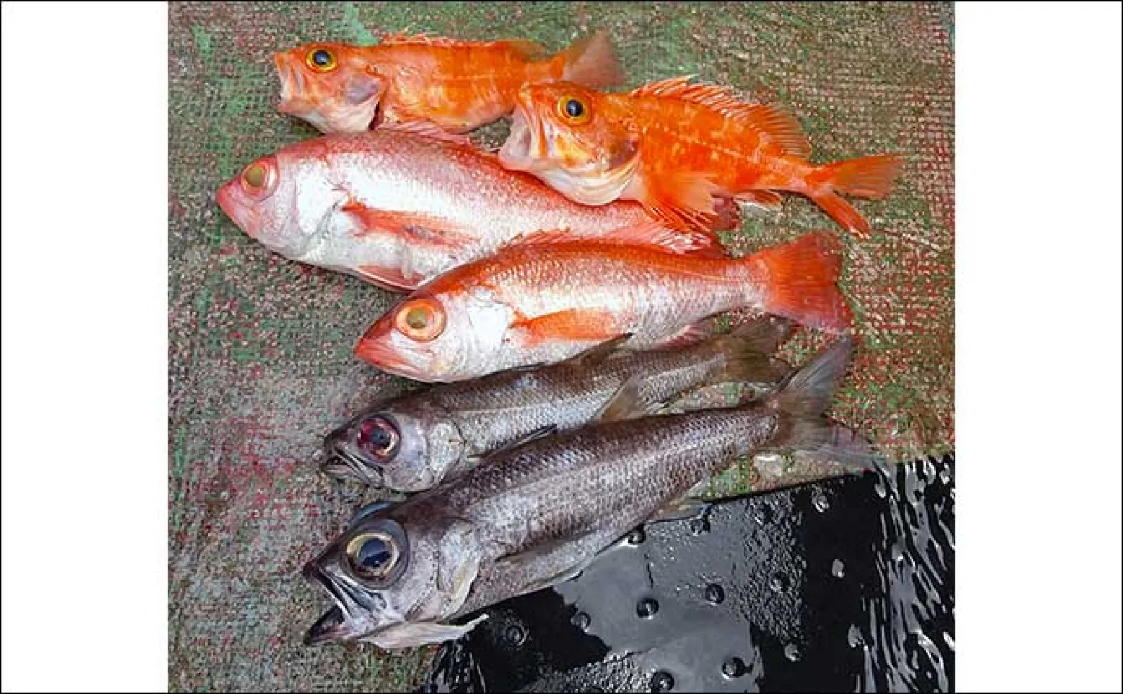 中深海ジギング釣行でアカムツ＆クロムツ【和歌山・たいし丸