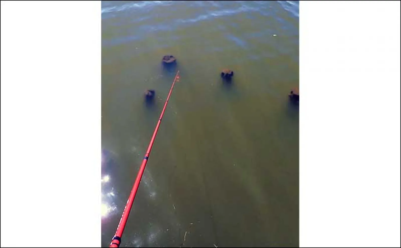首都圏の淡水小物好釣り場：手賀沼公園【千葉】水と緑があふれる憩いの空間