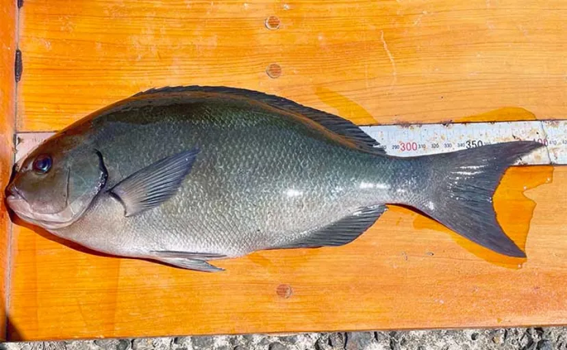 磯フカセ釣りで40cm超え尾長クロ手中に満足【長崎・平戸】イサキは連発