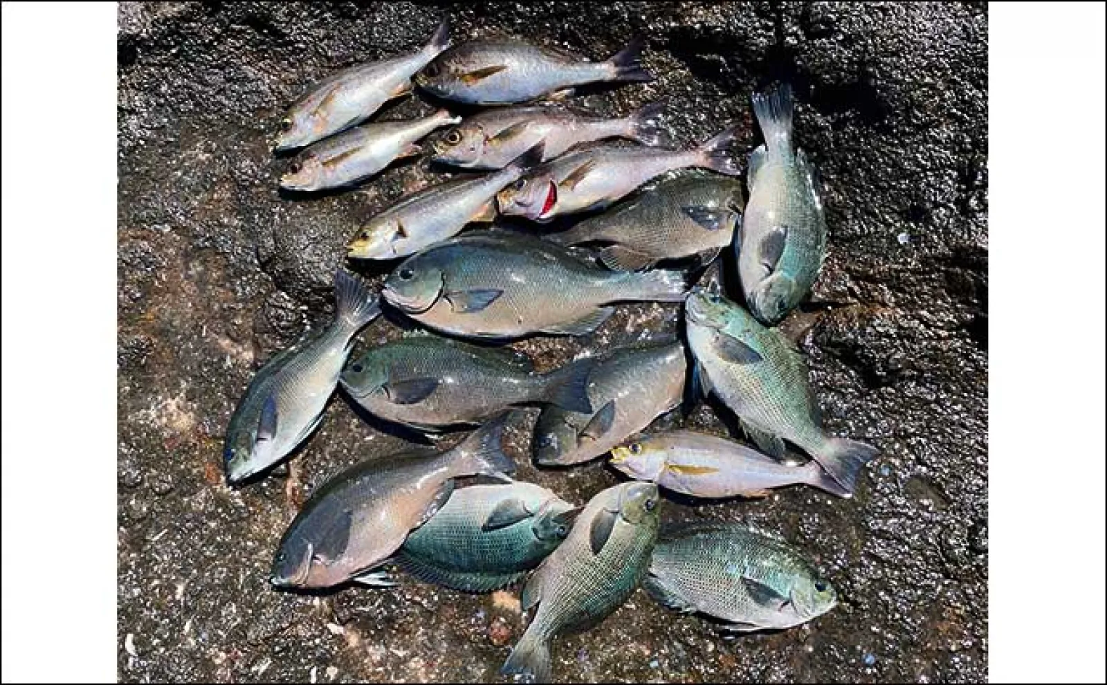 磯フカセ釣りで40cm超え尾長クロ手中に満足【長崎・平戸】イサキは連発