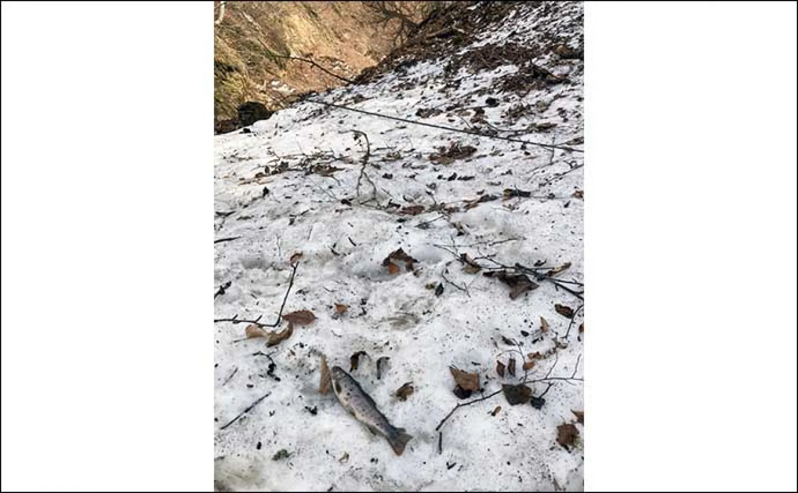 渓流釣りでイワナにヤマメと戯れる【福島・湯ノ岐川】温泉と宿も堪能の贅沢遠征釣行に