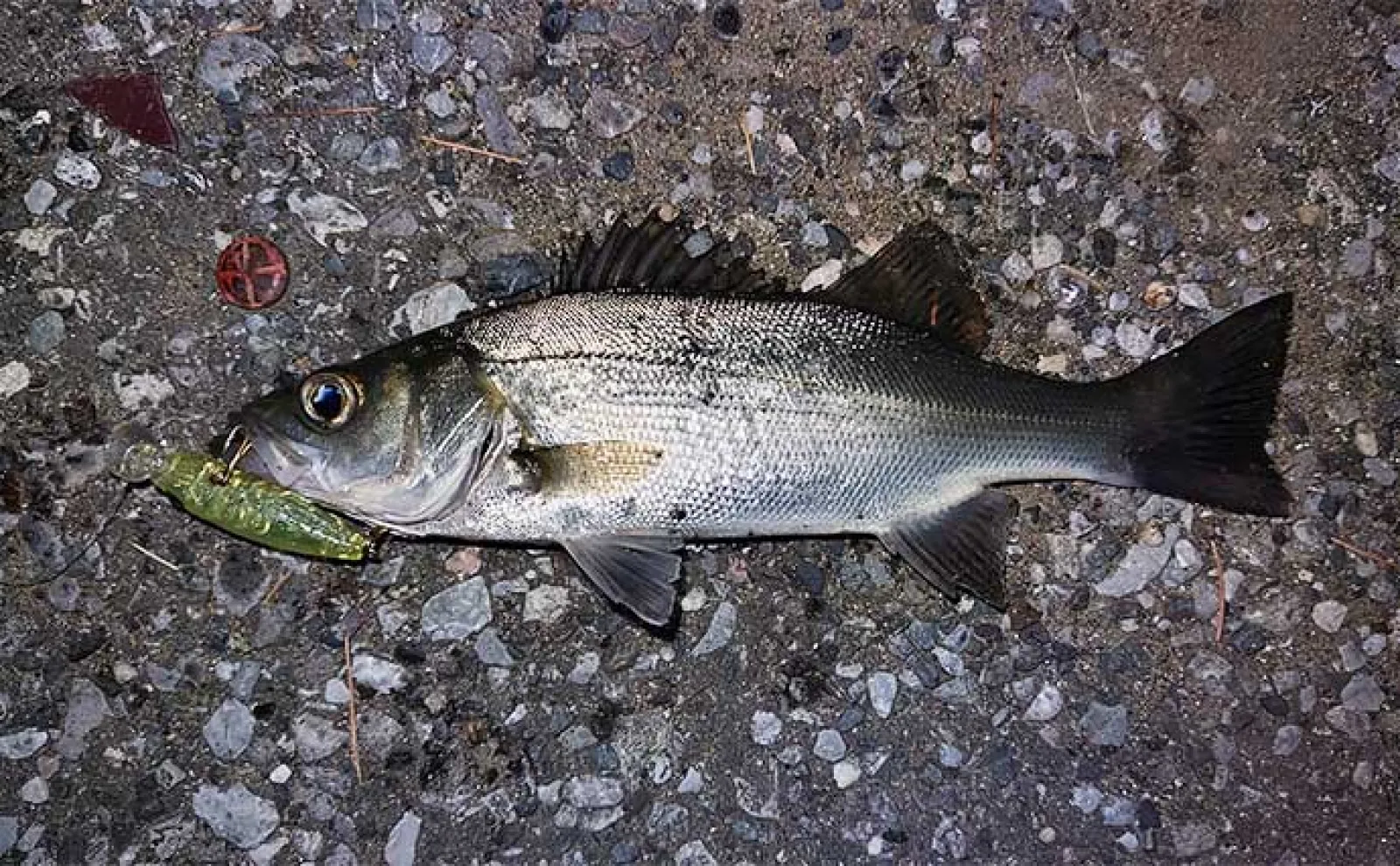 激スレポイントで46cm見えチヌ釣った【千葉・矢那川】メバル用プラグにヒット