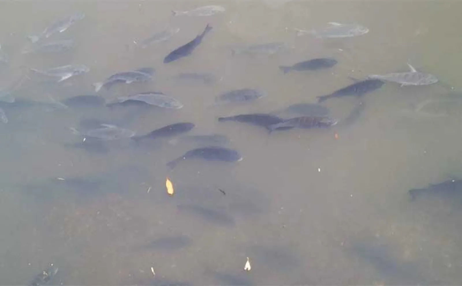激スレポイントで46cm見えチヌ釣った【千葉・矢那川】メバル用プラグにヒット