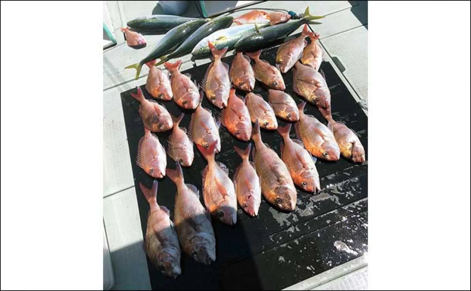 【釣果速報】福井のイカメタル船でマイカ(ケンサキ)釣る人30匹 スルメ混じりに快釣