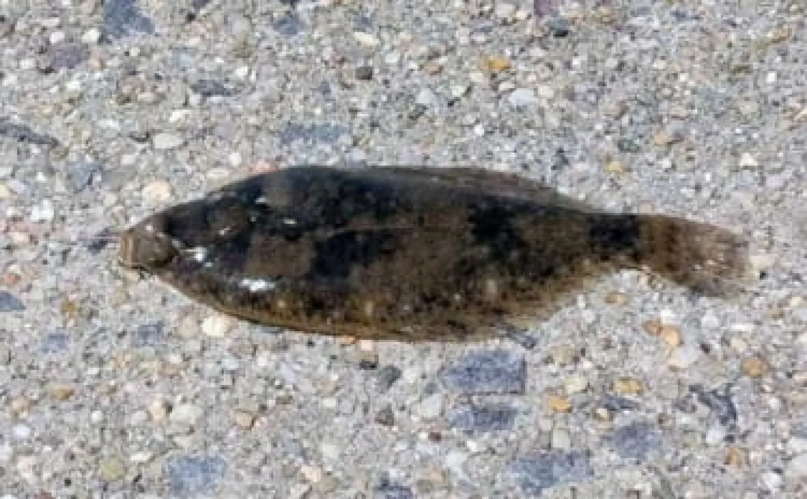 碧南海釣り広場でのちょい投げ釣行でハゼにヒラメ【愛知】いずれも手乗りサイズ