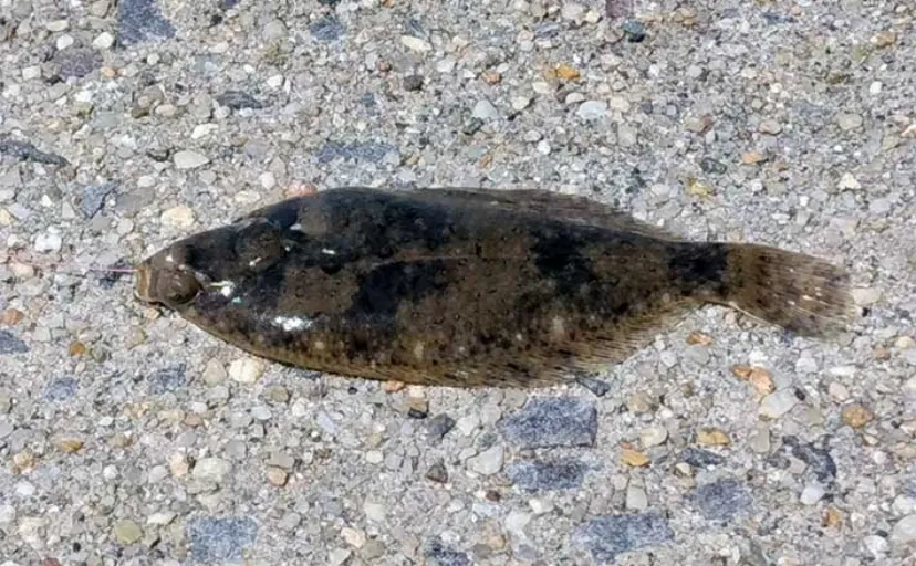 碧南海釣り広場でのちょい投げ釣行でハゼにヒラメ【愛知】いずれも手乗りサイズ