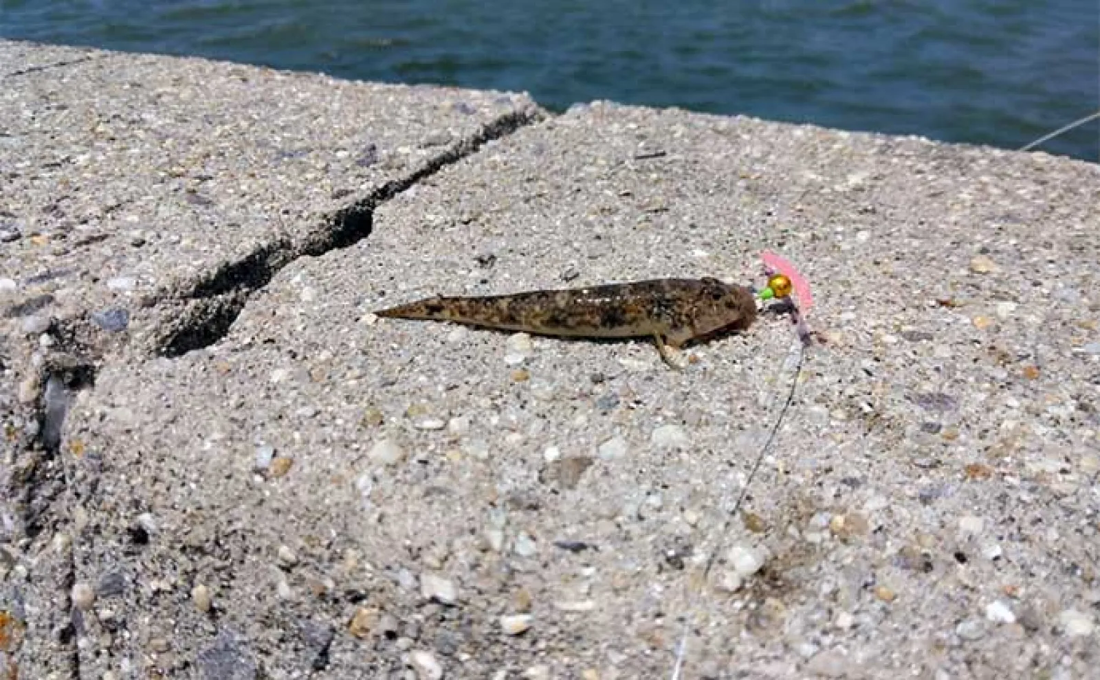 碧南海釣り広場でのちょい投げ釣行でハゼにヒラメ【愛知】いずれも手乗りサイズ