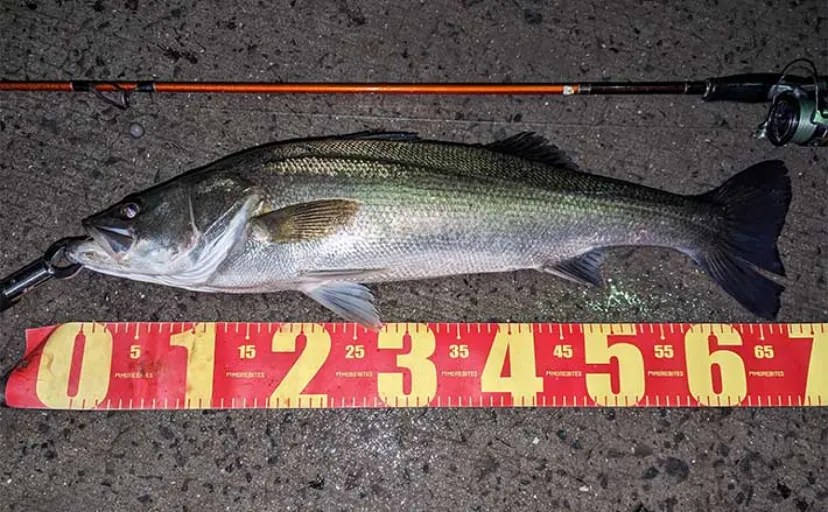 ルアーシーバス釣行で70cm級本命【熊本・天草】ワームセットには細心の注意を