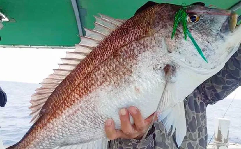 【釣果速報】タイラバで乗っ込みらしい大型マダイが続々ヒット中（福岡）