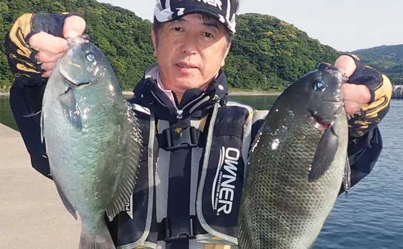 堤防フカセ釣りで40cm級含みクロ（メジナ）が連発【熊本・大江漁港】
