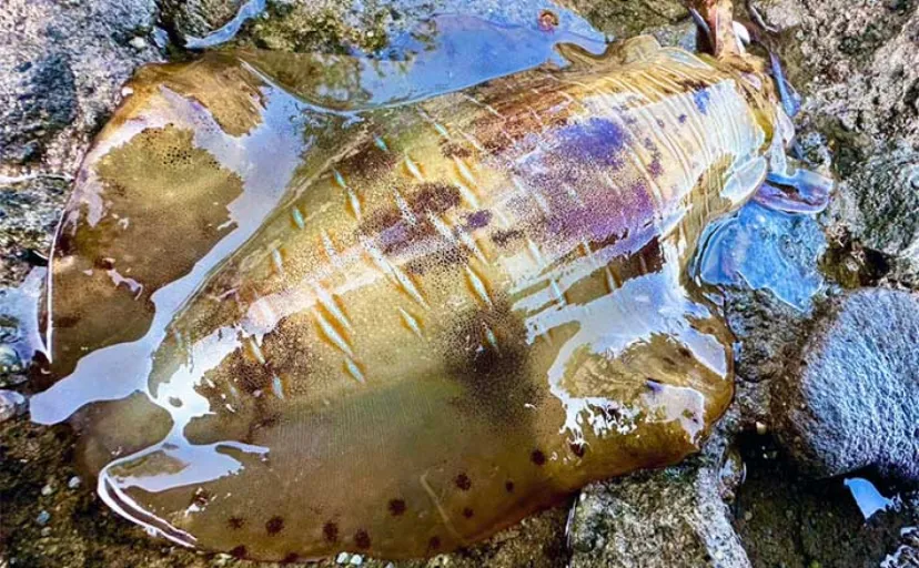 八代海エギング釣行で1.7kgアオリイカ【熊本】釣果への秘訣干潮時の事前調査にあり？