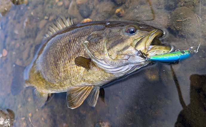ダイソールアーのみでブラックバス釣りに挑戦 プラグ・ジグ・ワームで