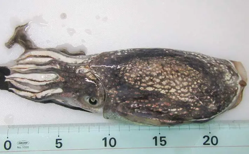 コウイカエギングで300gシリヤケイカ【千葉・飯岡漁港】岸壁沿いのテクトロでヒット