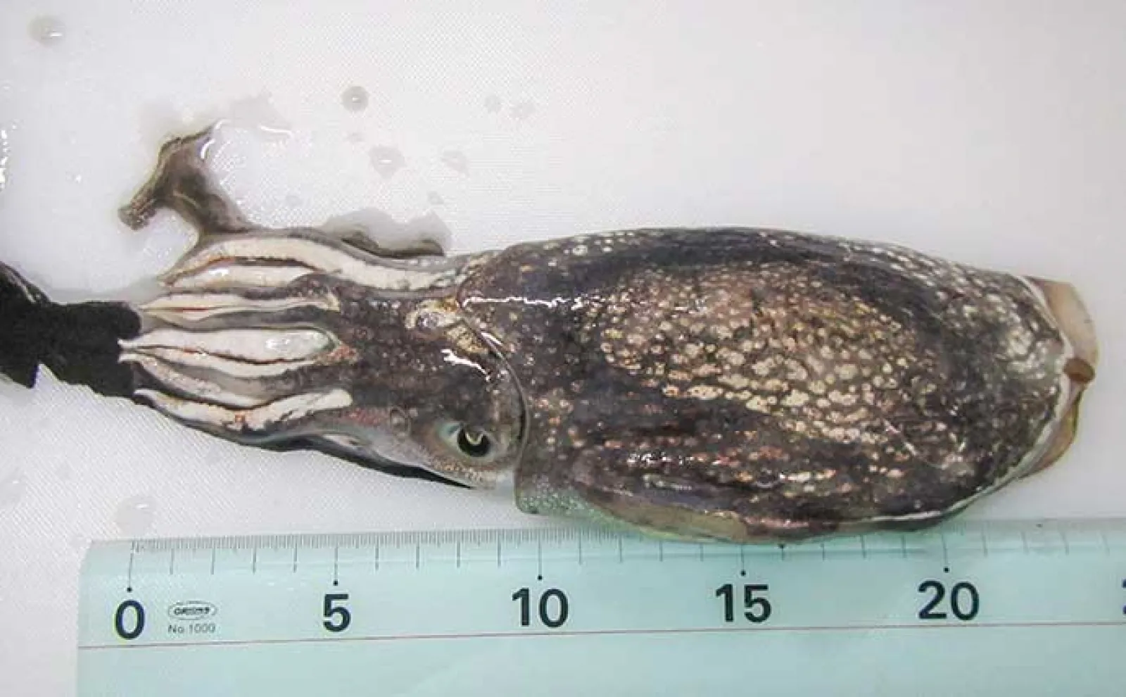 コウイカエギングで300gシリヤケイカ【千葉・飯岡漁港】岸壁沿いのテクトロでヒット