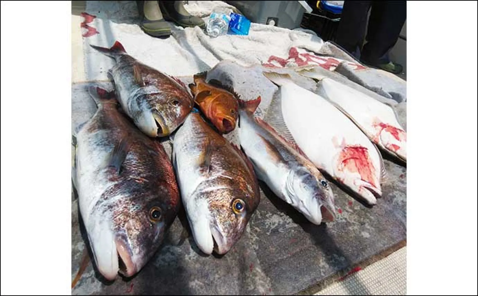 【最新釣果】タイラバで8kg級筆頭マダイ2桁にブリも顔出し(長崎・佐賀)