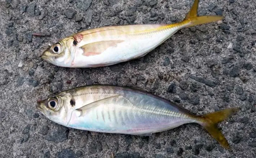 サビキ釣りが初心者向けである５つの理由　「早起き＆夜更かし不要」が嬉しい？