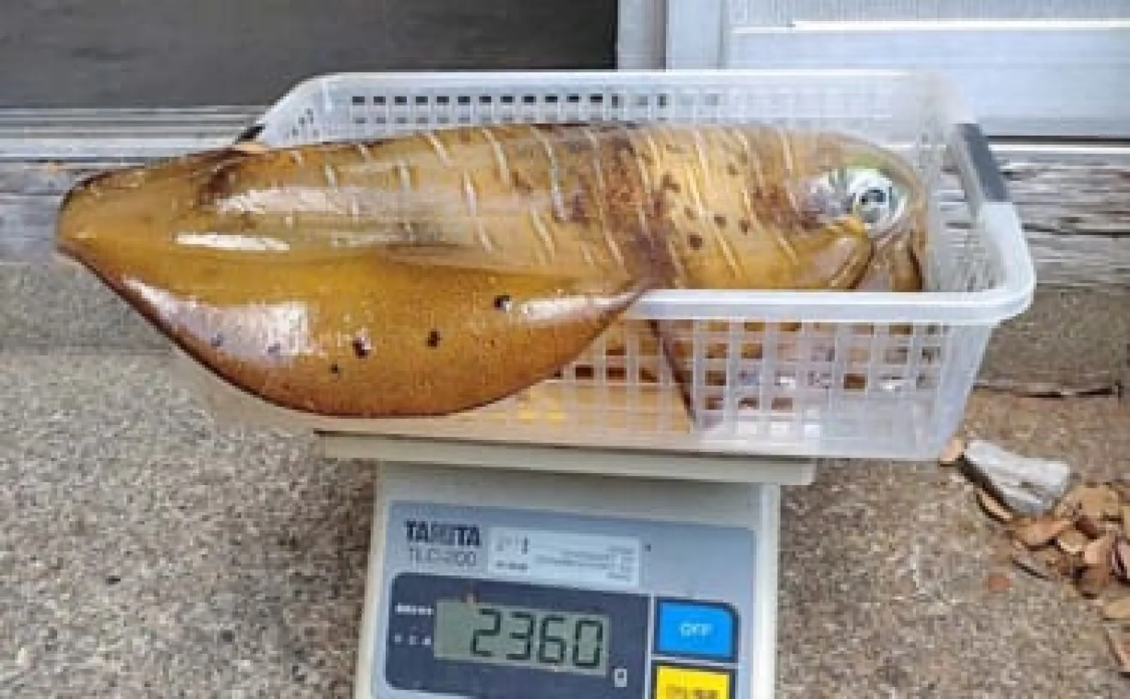ティップランでアオリイカ爆釣！～石川県穴水沖～ | Fishing