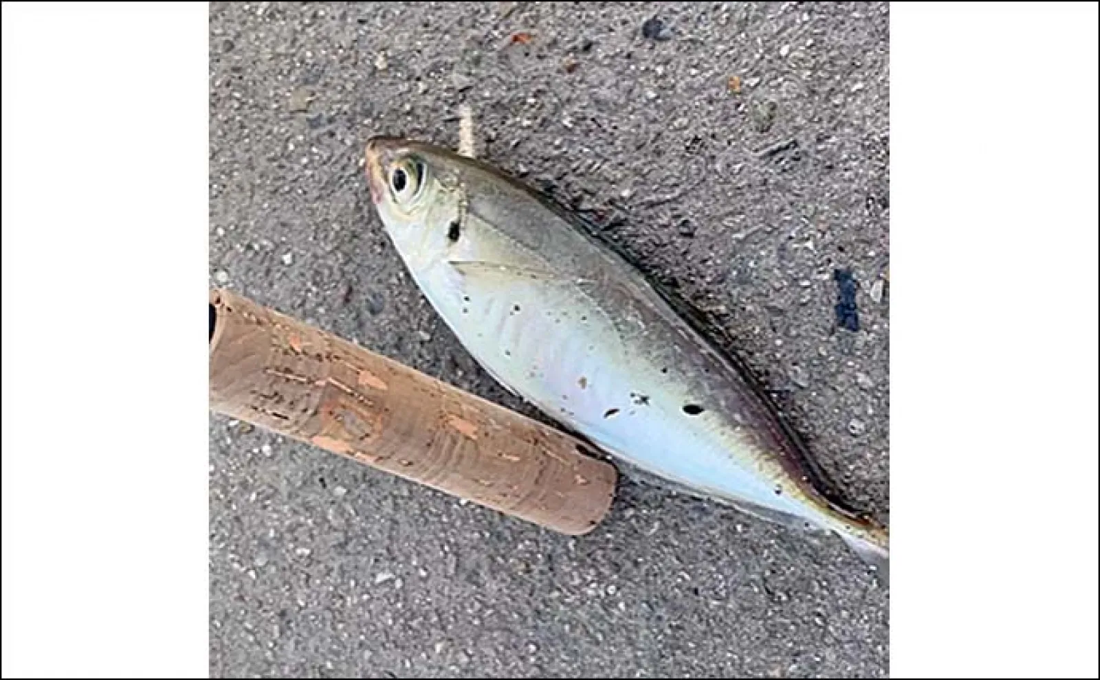 碧南海釣り広場でのサビキ釣りでアジにサヨリなど五目釣り達成【愛知】
