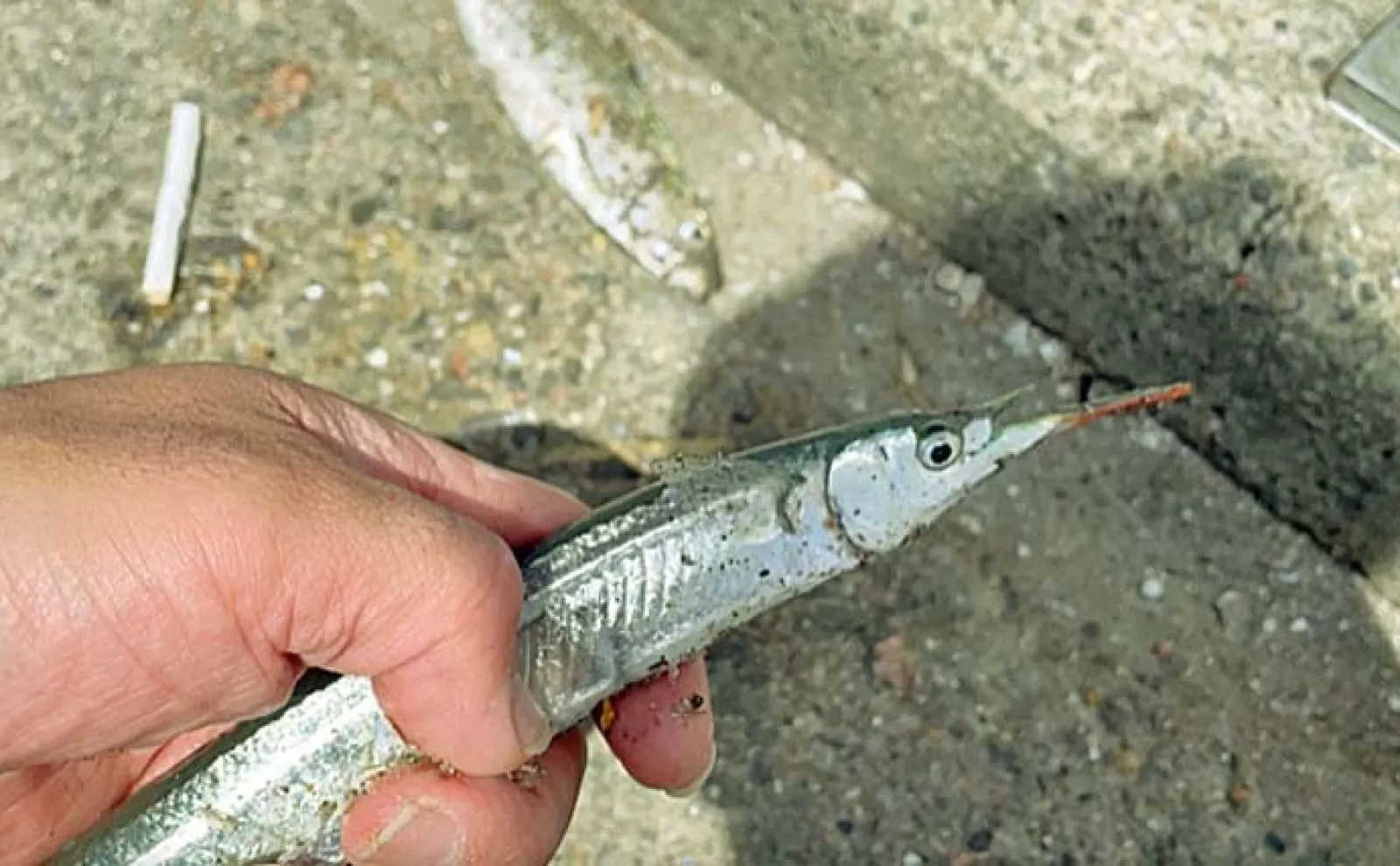 碧南海釣り広場でのサビキ釣りでアジにサヨリなど五目釣り達成【愛知】