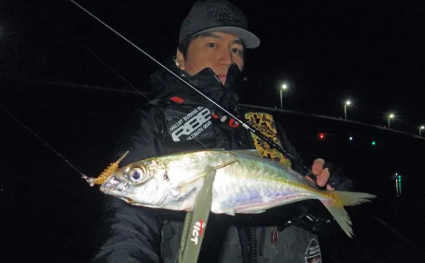 ウェーディングでのアジング釣行で25cm頭に良型アジ好捕【熊本・天草】ボイル狙い撃ち