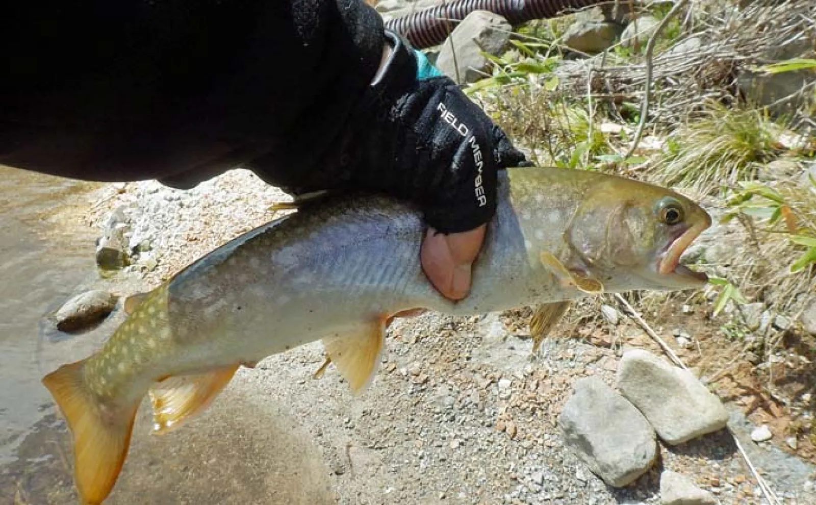 渓流ルアー釣りで36cmの尺上イワナをキャッチ【岐阜・川上川】珍しいシラメもお目見え