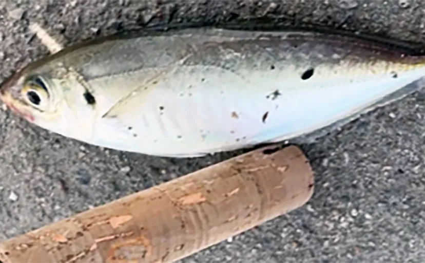 碧南海釣り広場でのサビキ釣りでアジにサヨリなど五目釣り達成【愛知】