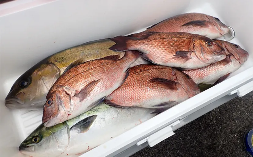 「海上釣り堀まるや」でマダイにワラサにカンパチ！【静岡】イワシの切り身が的中