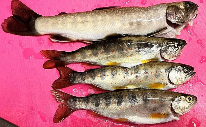 今季初の渓流ルアー釣行でイワナとアマゴと対面【奈良・川原樋川】放流個体が入れ食いに