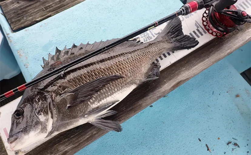 カセ釣りで本命クロダイ4尾【静岡・ふじや釣舟店】ダンゴ不発も落とし込みで仕留める