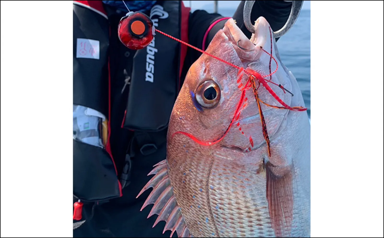 SLJ&タイラバで良型マダイ手中【大分・国東半島】ワームでハモが釣れてビックリ