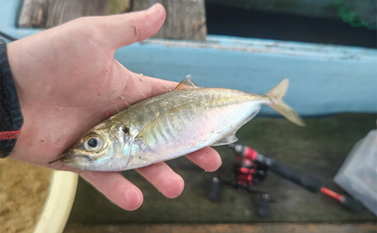 カセ釣りで本命クロダイ4尾【静岡・ふじや釣舟店】ダンゴ不発も落とし込みで仕留める