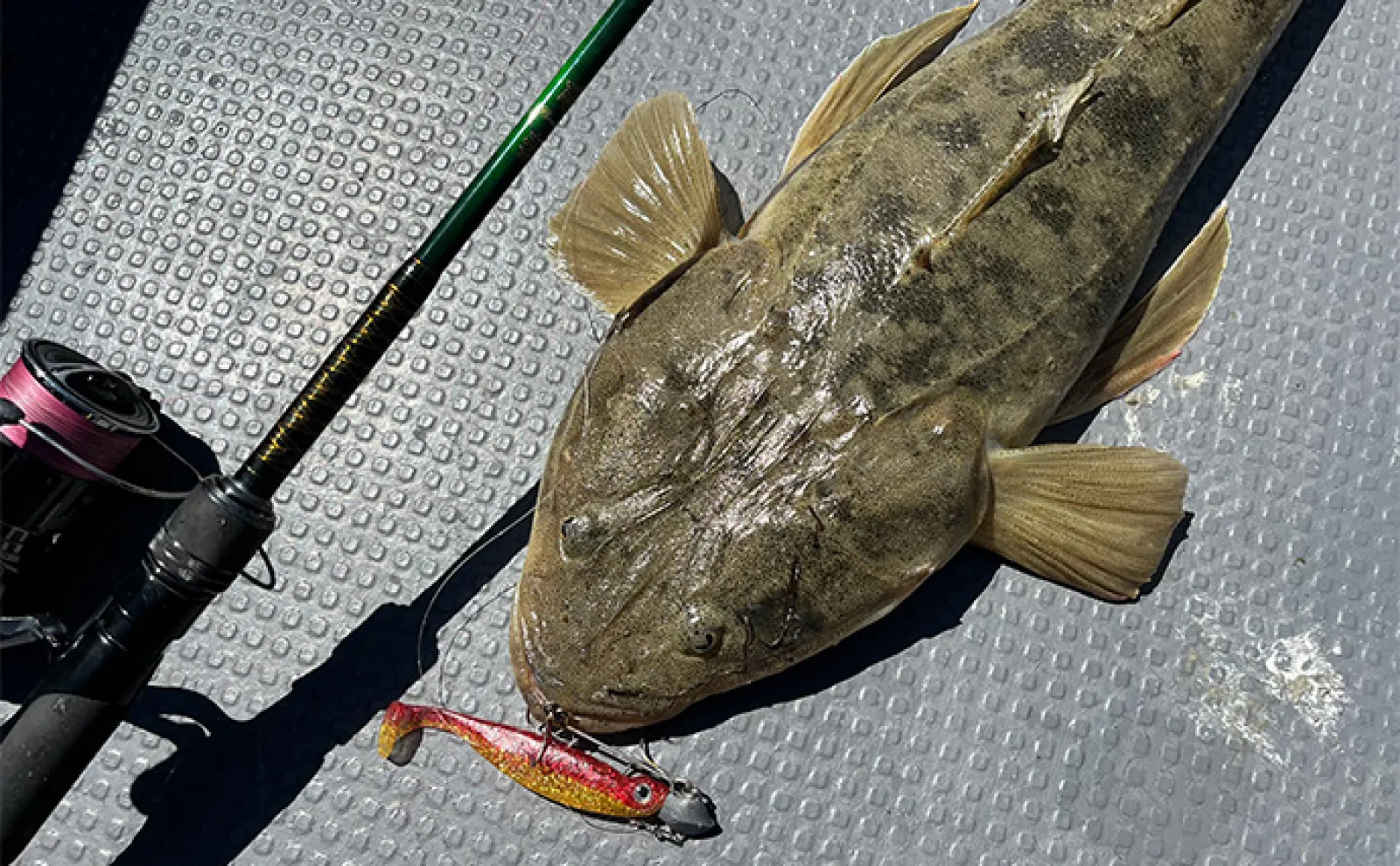 ボートルアーマゴチ釣行で本命連発【愛知・三河湾】GPSマッピング機能で群れ狙い撃ち