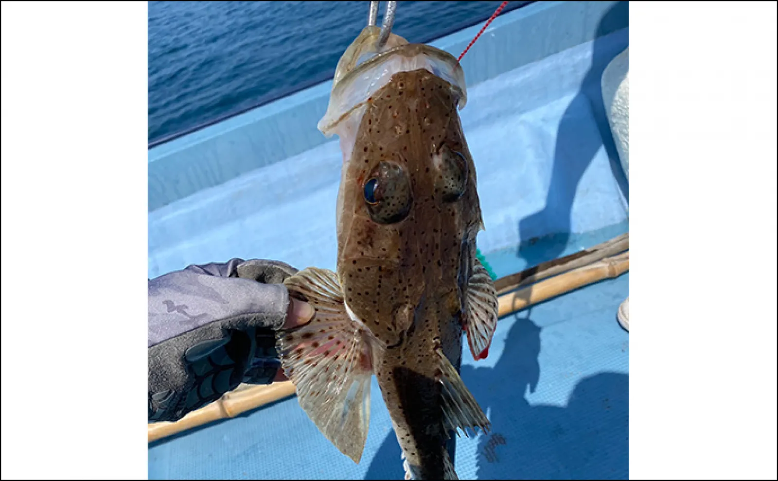 SLJ&タイラバで良型マダイ手中【大分・国東半島】ワームでハモが釣れてビックリ