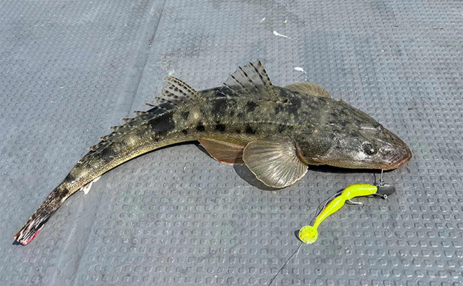 ボートルアーマゴチ釣行で本命連発【愛知・三河湾】GPSマッピング機能で群れ狙い撃ち