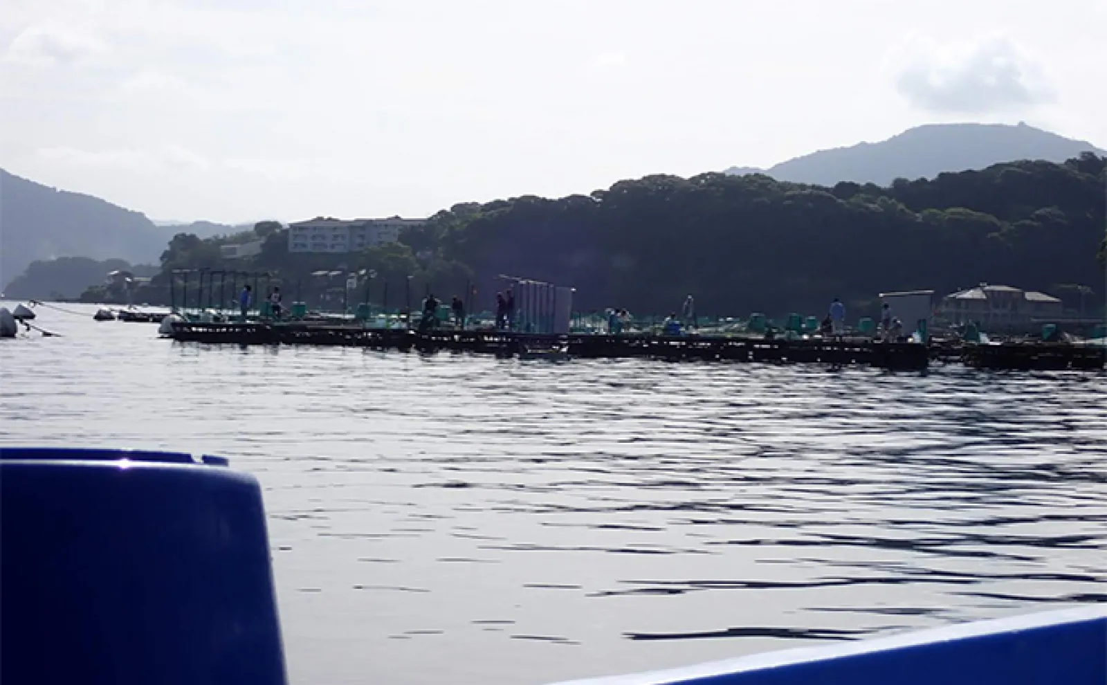 「海上釣り堀まるや」でマダイにワラサにカンパチ!【静岡】イワシの切り身が的中