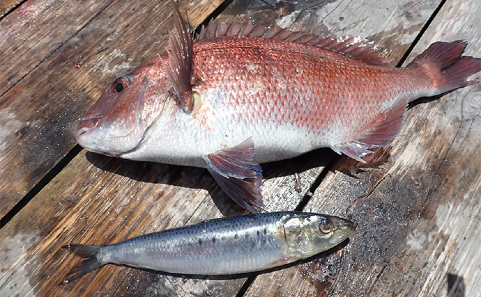 「海上釣り堀まるや」でマダイにワラサにカンパチ!【静岡】イワシの切り身が的中