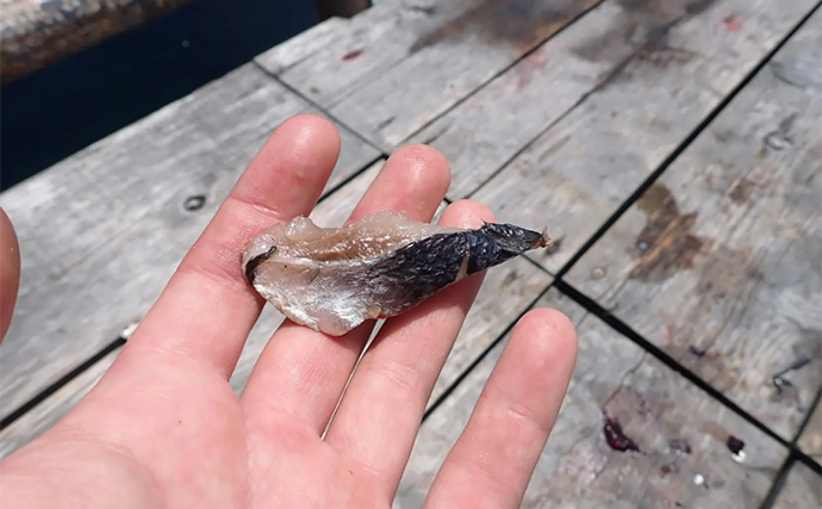 「海上釣り堀まるや」でマダイにワラサにカンパチ!【静岡】イワシの切り身が的中