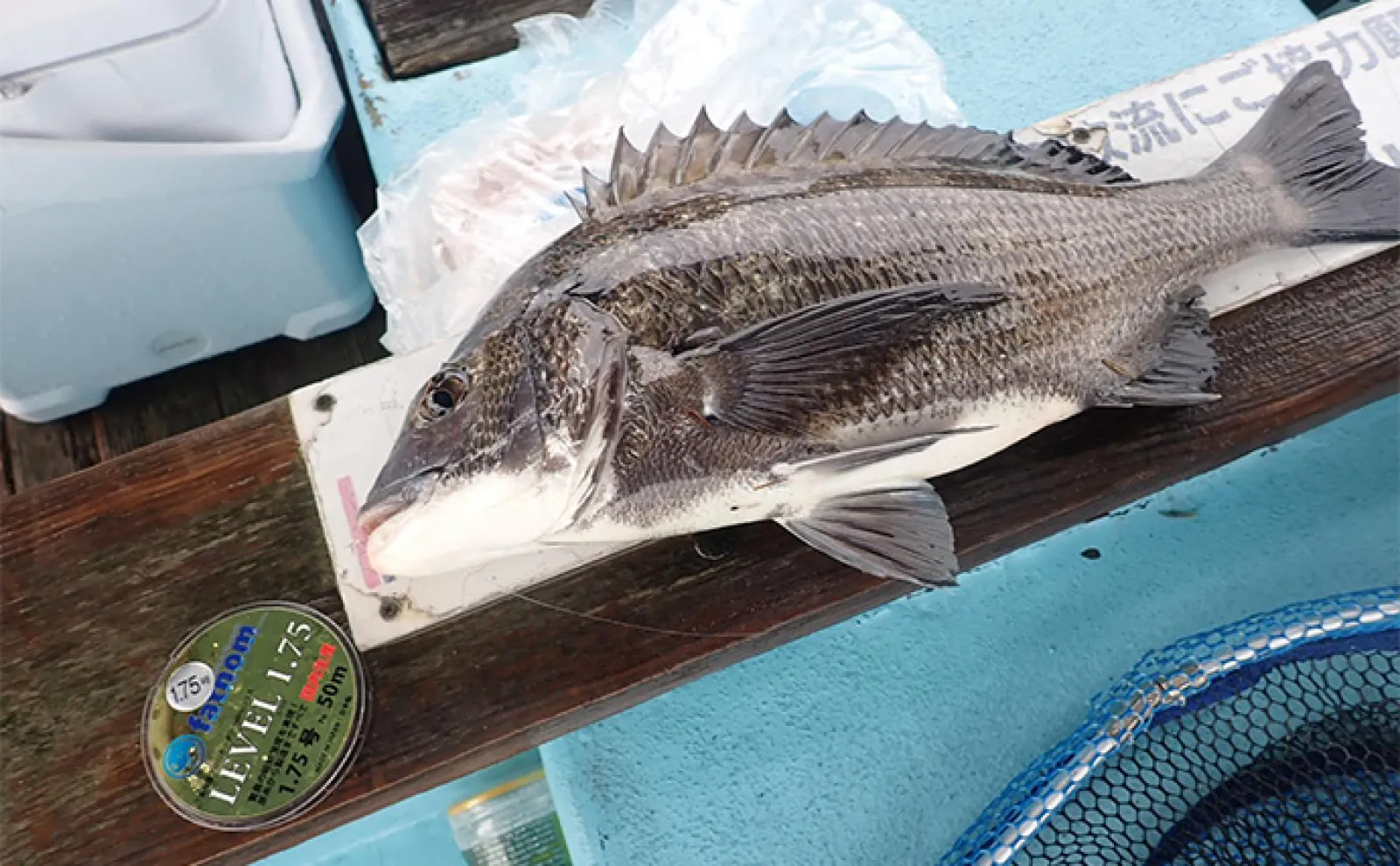 カセ釣りで本命クロダイ4尾【静岡・ふじや釣舟店】ダンゴ不発も落とし込みで仕留める