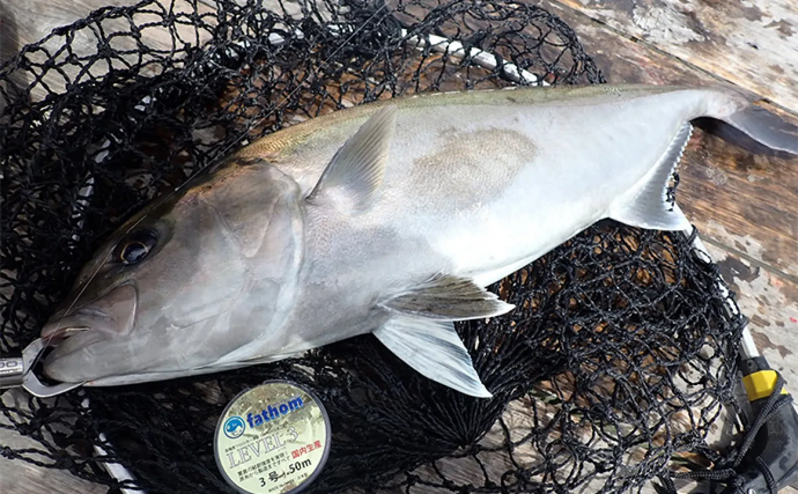 「海上釣り堀まるや」でマダイにワラサにカンパチ!【静岡】イワシの切り身が的中