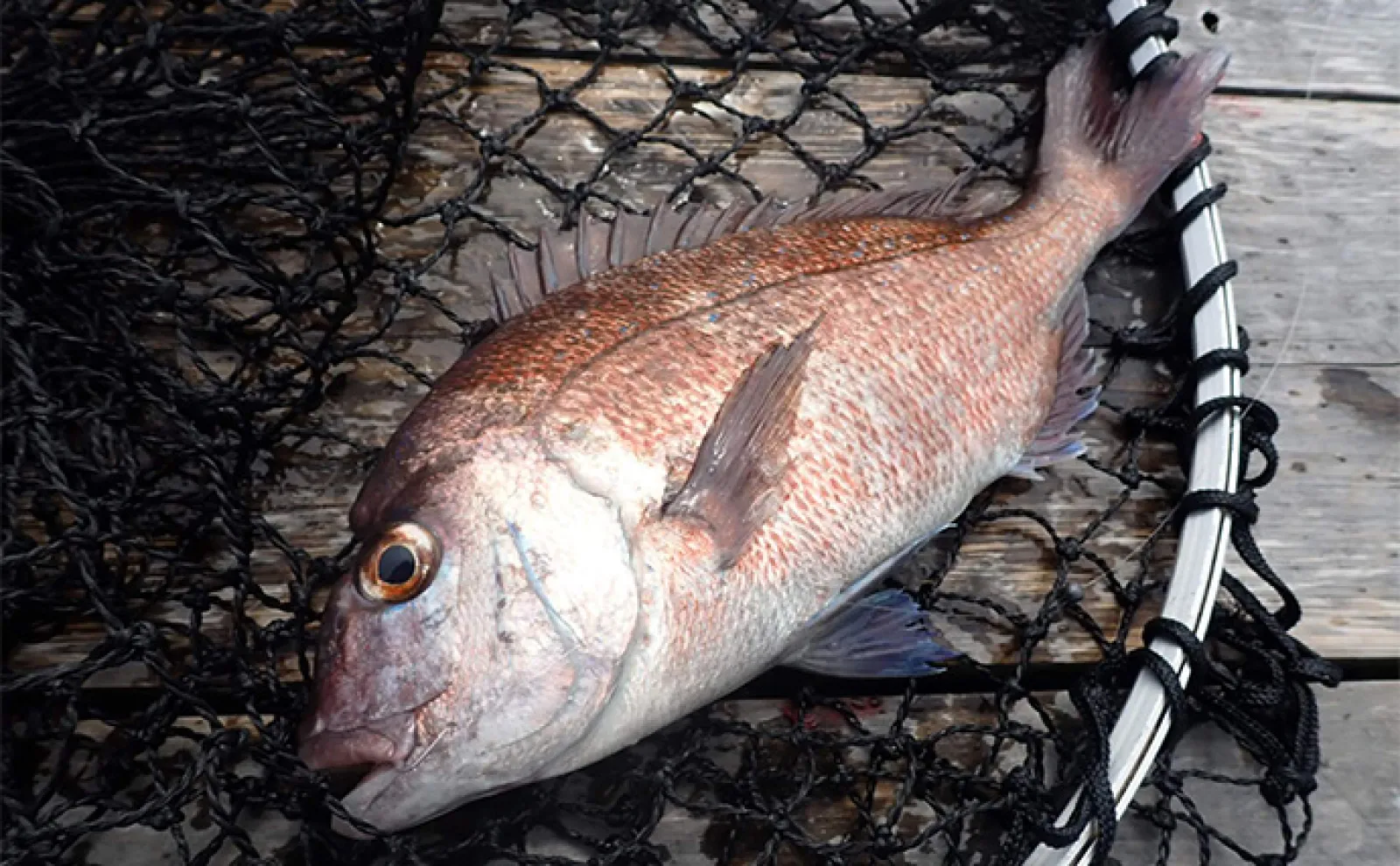 「海上釣り堀まるや」でマダイにワラサにカンパチ!【静岡】イワシの切り身が的中