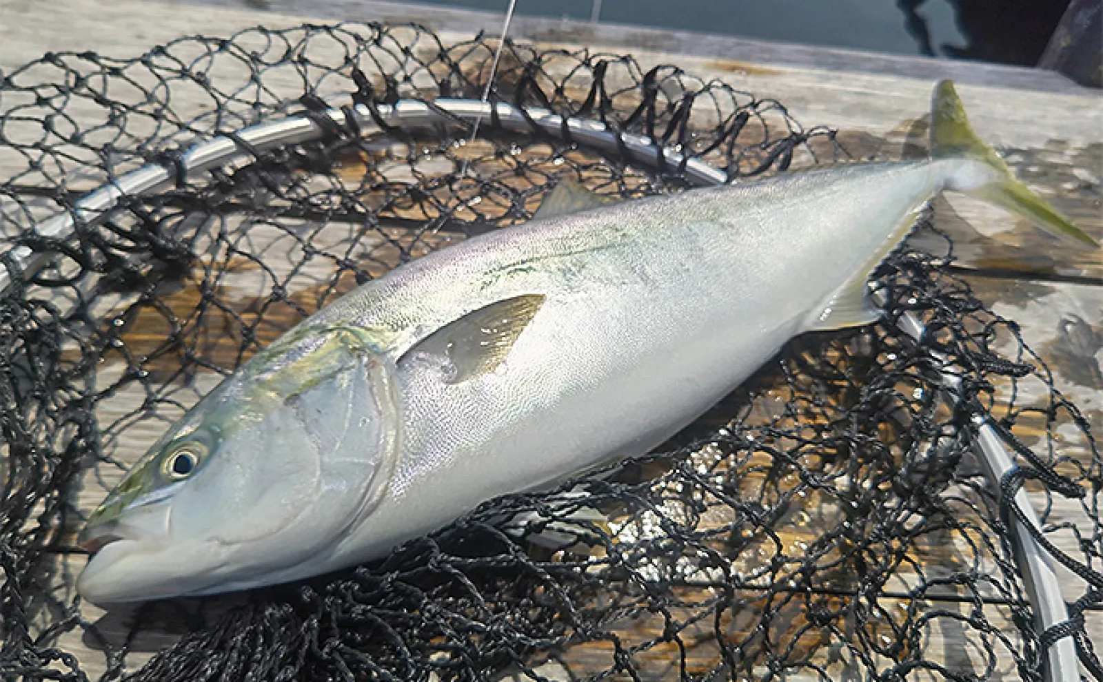 「海上釣り堀まるや」でマダイにワラサにカンパチ!【静岡】イワシの切り身が的中