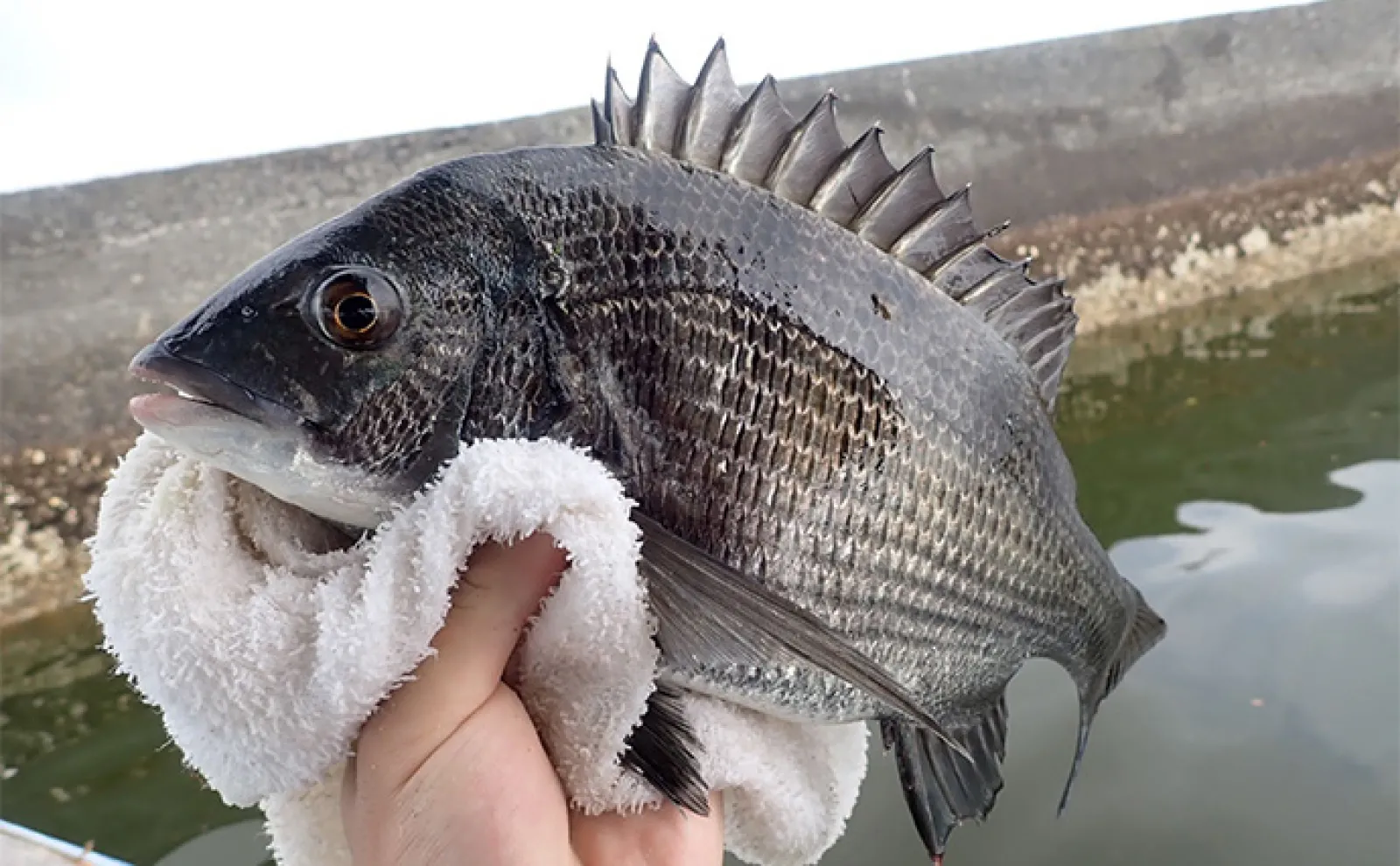 カセ釣りで本命クロダイ4尾【静岡・ふじや釣舟店】ダンゴ不発も落とし込みで仕留める