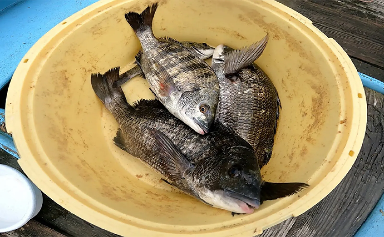 カセ釣りで本命クロダイ4尾【静岡・ふじや釣舟店】ダンゴ不発も落とし込みで仕留める