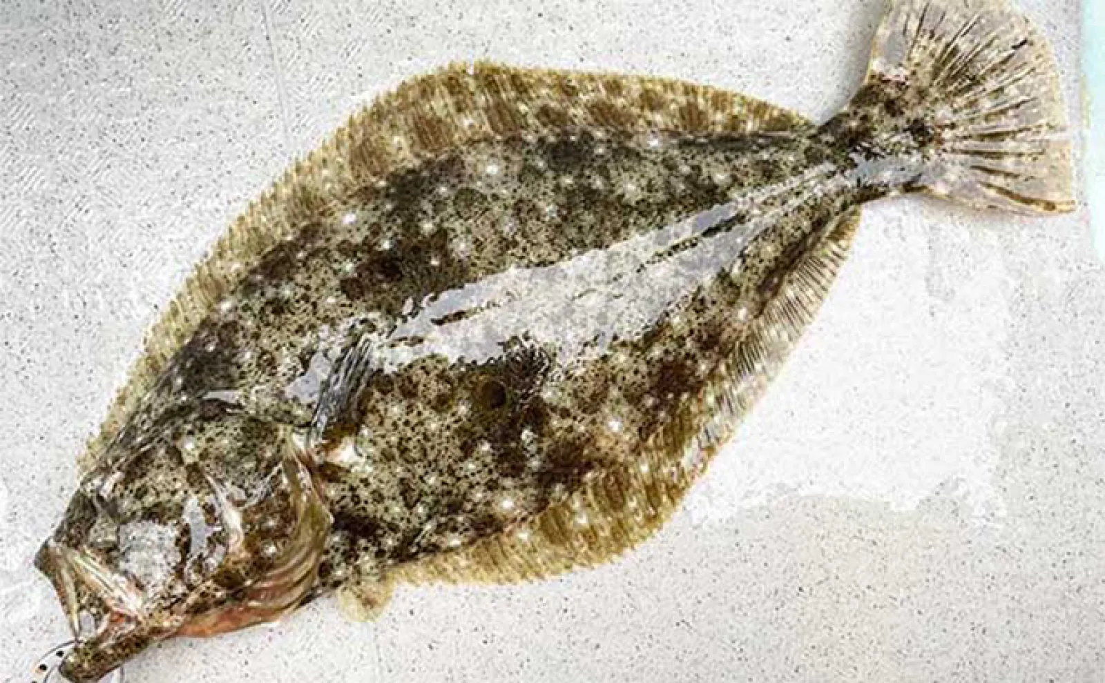 【ハゼをエサにした泳がせ釣り】のススメ 仕掛けや釣り方を解説