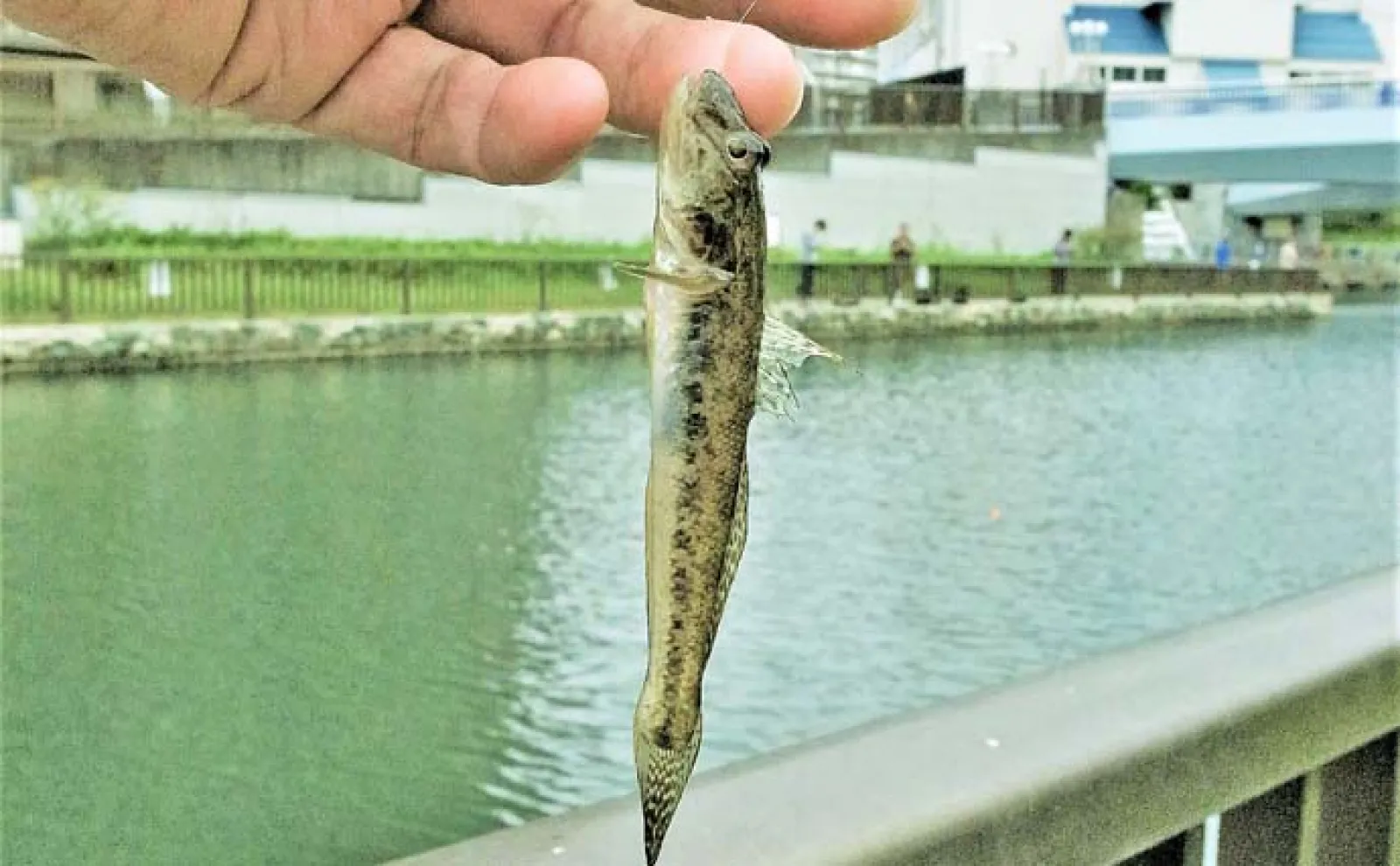 【ハゼをエサにした泳がせ釣り】のススメ 仕掛けや釣り方を解説