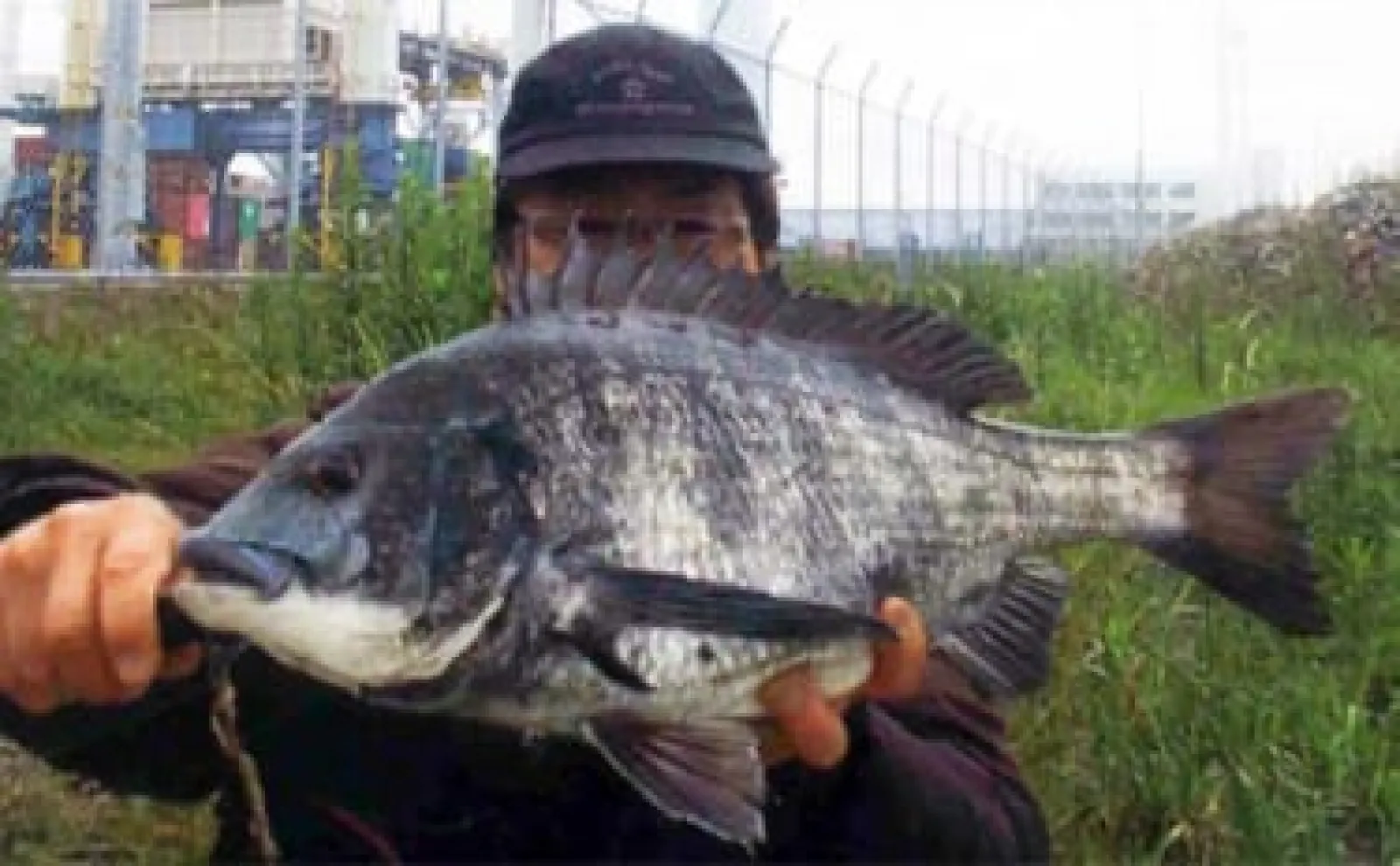 岸壁でのウキダンゴ釣りで53cm『年無し』クロダイ浮上【三重・霞ケ浦ふ頭】